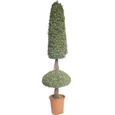 Sztuczne drzewo topiary bukszpanu